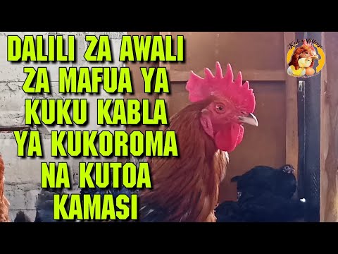 Video: Unapaswa kukaa wapi kwenye ndege ili kunusurika na ajali?