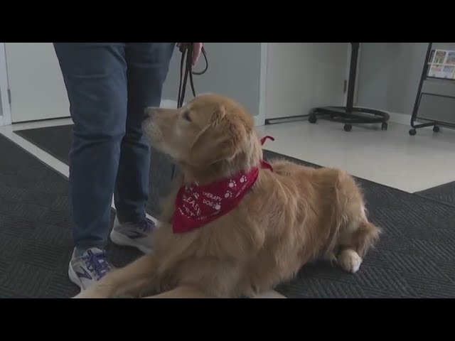 Nj Bill Looks To Add More Therapy Dogs In Schools