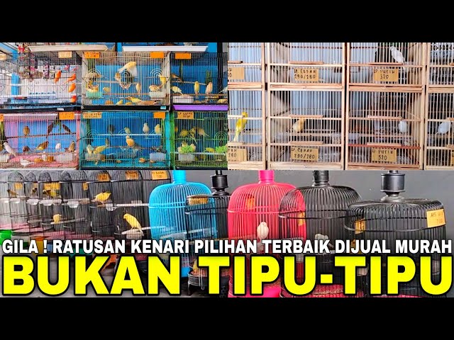 VIRAL ! BONGKAR RATUSAN KENARI GACORAN DAN BAHAN KIOS INI NEKAD OBRAL HARGA CUMA MULAI 50 RIBUAN ! class=