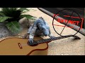 Iguana Song