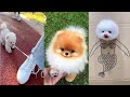Tik Tok Chó Phốc Sóc Mini 😍 Funny and Cute Pomeranian #77