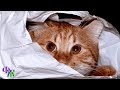 Скизи Мазонкин 🐱  Когда кот слишком любопытен