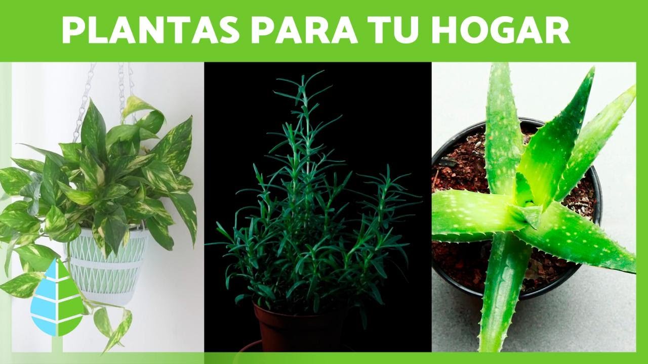 50 PLANTAS para tener DENTRO de CASA 🌺 (Beneficios y Cuidados) - thptnganamst.edu.vn