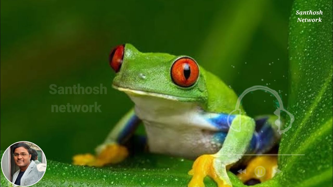 Frog sound effect.... by YouTube