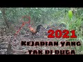 kejadian sa'at MIKAT AYAM HUTAN \\ hampir dapat jutaan Rupiah