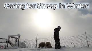 Caring for Shetland Sheep in Winter