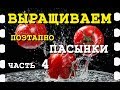 КАК ВЫРАСТИТЬ ПОМИДОРЫ / УДАЛЯЕМ ПАСЫНКИ / ВСЕ ЭТАПЫ ПОШАГОВО / # Часть 4