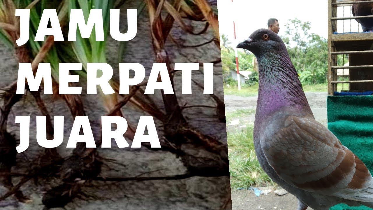 Khasiat Umbi Rumput Teki Untuk Burung Merpati Juara 