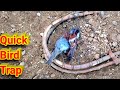 Awesome life hacks and creative ideas  how to make easy bird trap out of stick how to catch a bird