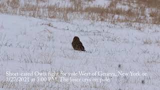 Short-Eared Owls Fight For Vole, Loser Cries West Of Geneva, New York On 1272021 At 300 Pm.