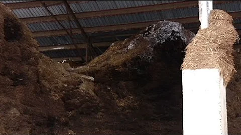 Foul smell? Reaction mixed to rose-growing operati...