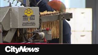 ‘We have bills to pay’: U.S. tariffs sting Alberta honey producers