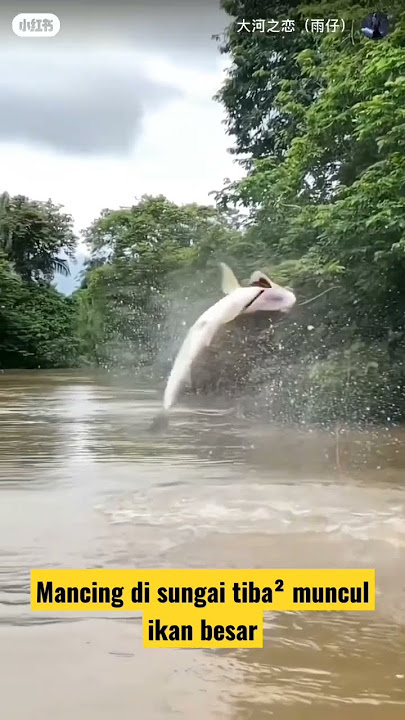 MANCING DI SUNGAI NIL #mancing #mancingikan #mancingliar #mancingmania #subscribe #like