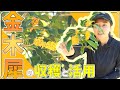 【金木犀】大人気の香り「金木犀(キンモクセイ)」の収穫と活用法簡単解説【山作業】