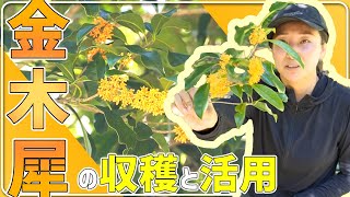 【金木犀】大人気の香り「金木犀(キンモクセイ)」の収穫と活用法簡単解説【山作業】