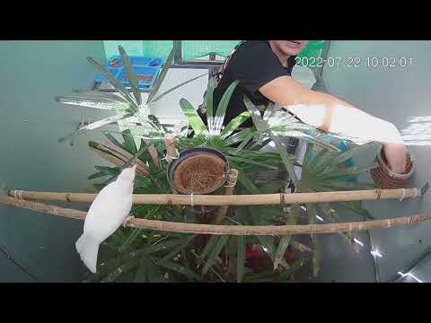 Video Thu hoạch chào mào bạch tạng nuôi sinh sản cặp bố mẹ... - youtube