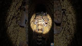 POV: The Secret Inside the Striped Gecko’s Burrow Terrifies Everyone#shorts#shortsvideo#shortsviral