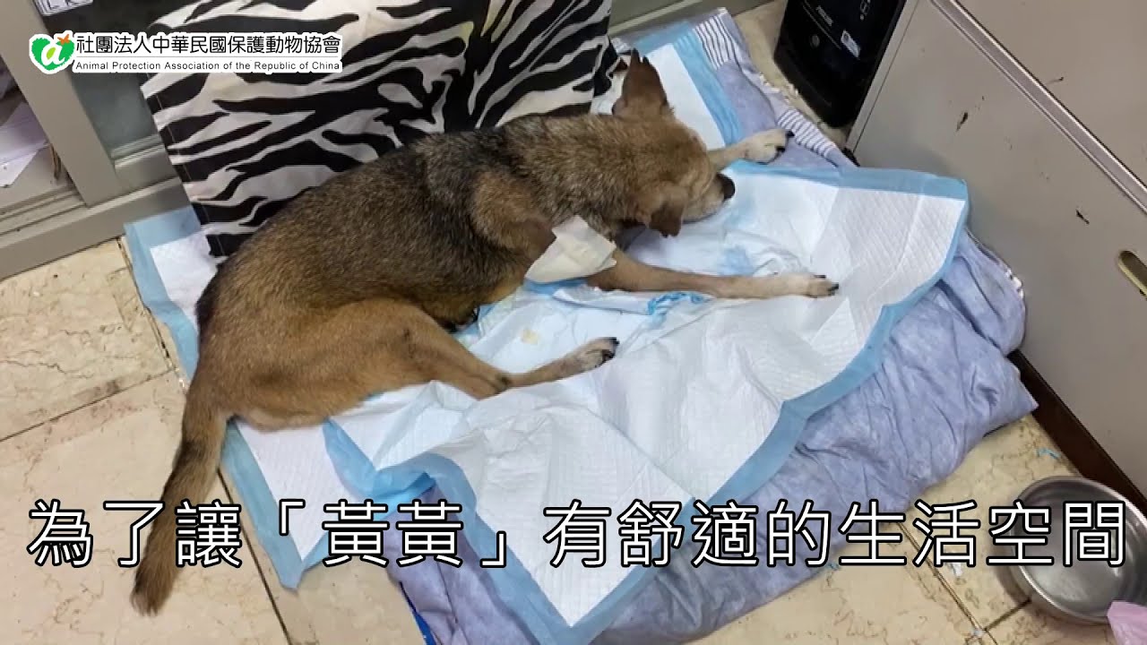 您領我養 18歲高齡老犬癱瘓無法起身 Youtube