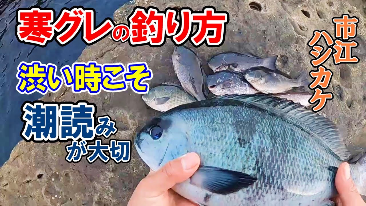 【市江　ハシカケ】渋い時にこそ発揮する工夫と潮読み。ライバルと差がつくグレ釣り解説。
