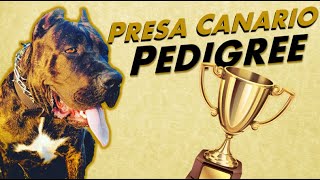 Presa Canario Pedigree