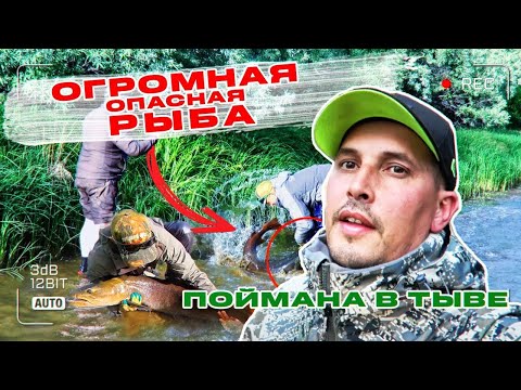 ОГРОМНАЯ ОПАСНАЯ РЫБА ПОЙМАНА В ТЫВЕ! ТАКОГО Я ЕЩЕ НЕ ВИДЕЛ! ТАЙМЕНЬ.