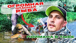 ОГРОМНАЯ ОПАСНАЯ РЫБА ПОЙМАНА В ТЫВЕ! ТАКОГО Я ЕЩЕ НЕ ВИДЕЛ! ТАЙМЕНЬ.