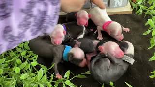 Vitani's Litter Birth Chinese Crested Puppies