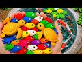 Catching Strange Catfish, German Blue Ram & Colorful Guppy Fish!