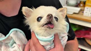 Busy Day In The Life Of Tiny Chihuahuas 😉 Gardening, Shopping And Trying Exotic Kangaroo Meat