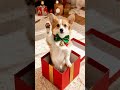 Surprising Birthday Gift #birthdaygift #birthdaypuppy #surprisedgift #doglover #dogshorts