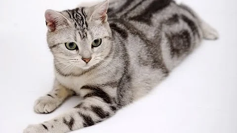 Watch the video about American Shorthair Cat Breed | Read This before Nurturing American Shorthair