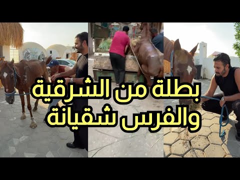 بنت بطلة من الشرقية قررت تاخد موقف لما شافت الفرس شقيانة