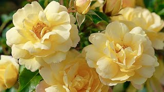 ЦВЕТУЩИЕ КОВРЫ. ПОЧВОПОКРОВНЫЕ РОЗЫ. Tantau / W. Kordes. Groundcover roses.  Beautiful roses.
