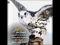 باعيش مثل الصقر فارد جناحي