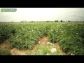 Growing potatoes, from field to supermarket