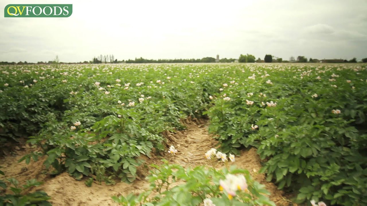 how to make money growing potatoes