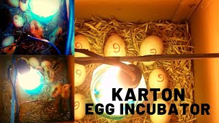 Easy Egg Hatching! Pinoy Incubator  | Gawa sa Karton | Golden Works TV