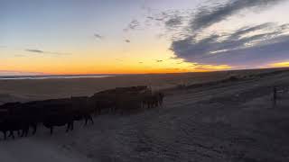 Tucket and Remi gathering cows off corn stalks by Dagley Ranch 764 views 4 months ago 4 minutes, 20 seconds