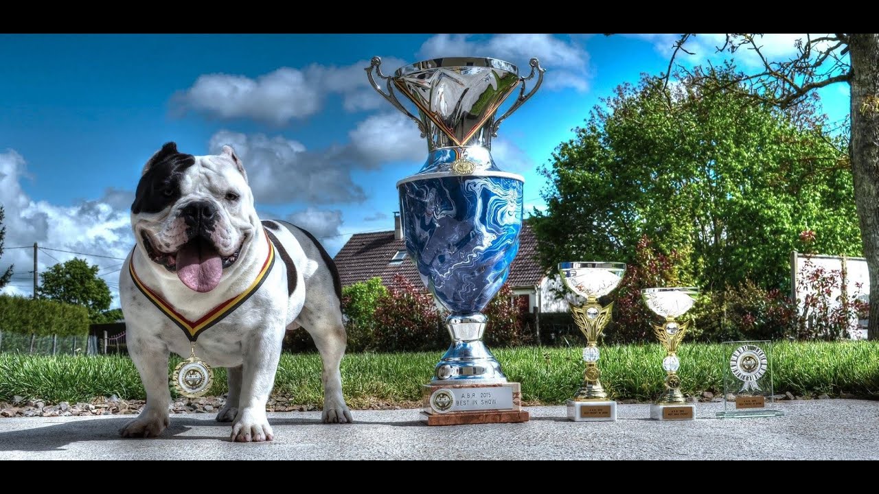 Washington State American Bully Club Home Facebook Washington State American Bully Club Home Facebook