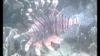 ECOLOGY: Predation