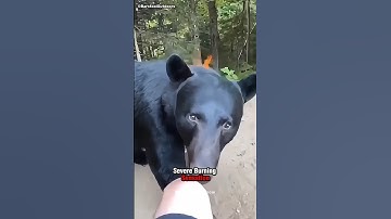 Why Are bears Afraid of Bear Spray? 🤔