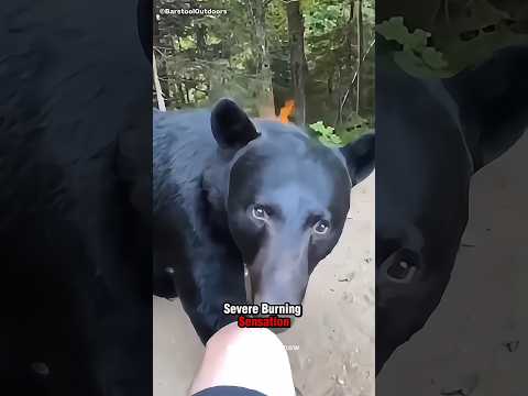 Why Are bears