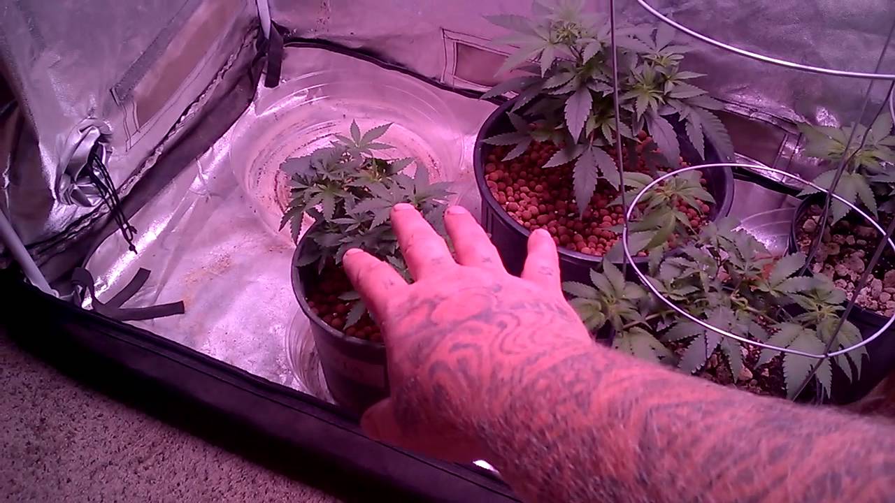 SKUNK CropKing Seeds