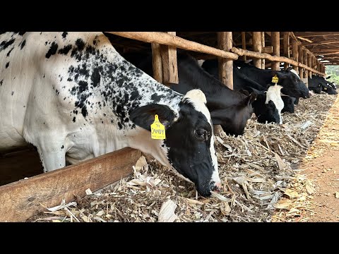 Welcome to SIGHT FARM - NAMULONGE , motivating farmers to do modern farming with no limitations