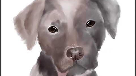 Realistic dog portrait | procreate digital painting time lapse