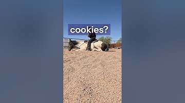 Horse lying down under gunfire