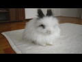 Bunny hiccups