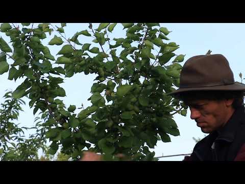 Видео: Прореживание абрикосовых деревьев – когда и как прореживать абрикосовые плоды