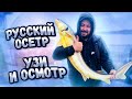 Русский осетр УЗИ / Осмотр