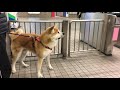 駅にお兄ちゃんを迎えに行く　秋田犬ゆう太　 Akita Inu Yuta picks up his brother at the station